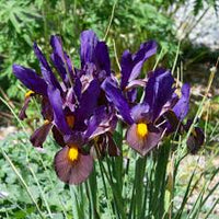 Iris Tigereye Purple Bulb