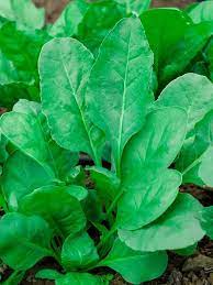 Spinach Organic Vegetable Seeds