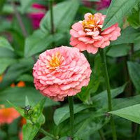 Zinnia- Oklahoma Salmon