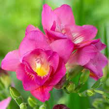 Freesia Pink Bulb