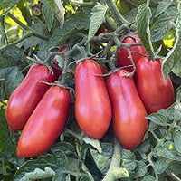 Tomato- San Marzano