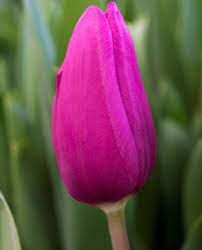 Tulip Purple Raven Bulb