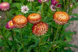 Sultane Mix – Strawflower Seed