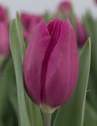 Tulip Purple Raven Bulb