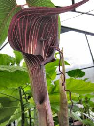 Arisaema Speciosum Cobra Lily Bulbs