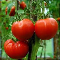 Tomato- Siberian