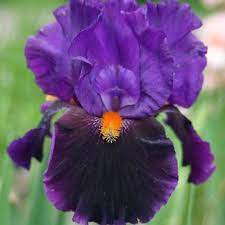 Transgalactic Bearded Iris