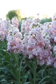 Katz Cherry Blossom – Stock Seed