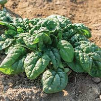 Acadia – Organic Spinach Seed