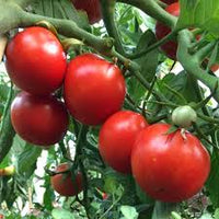 Tomato- Siberian