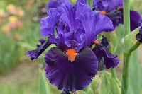 Transgalactic Bearded Iris