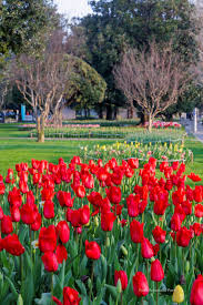 Tulip Arie Hoek Red