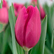 Tulip Purple Raven Bulb