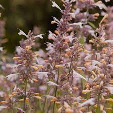 Agastache- Lavender Martini