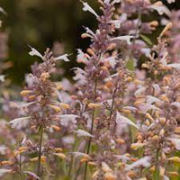 Agastache- Lavender Martini