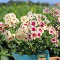 Cherry Caramel – Phlox Seed