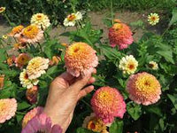 Zinderella Peach – Zinnia Seed