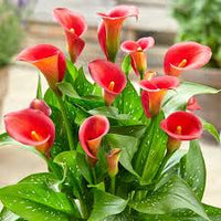 Calla Lily Random Color Bulb