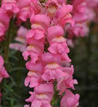 Costa Rose – Snapdragon Seed