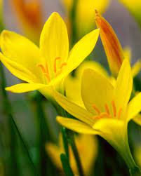 Zephyranthes Lily Yellow Bulb