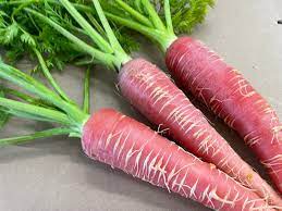 Carrot Selection Red Vegetable Seeds