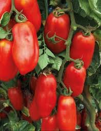 Blue Beech – Organic Tomato Seed