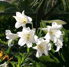 Lilium Longiflorum Easter Lily White Bulb