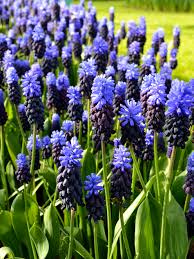 Muscari Latifolium Blue Bulbs