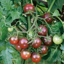 Tomato- Brown Berry