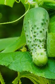 Cucumber- Boston Pickling