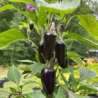 Chilli- Hungarian Black