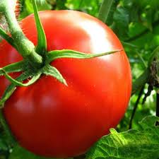 Tomato- Burnley Sure Crop