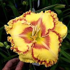 Buntyn's Hot Diggity Dog Reblooming Daylily