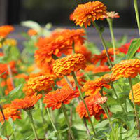 Zinnia- Benary's Giant Orange