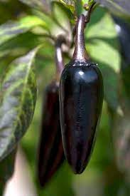 Chilli- Hungarian Black