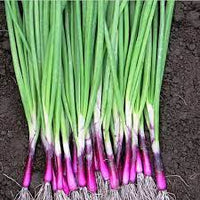 Beijing Small Shallot Seeds vegetable Seeds