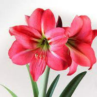 Amaryllis Lily Pink Bulb