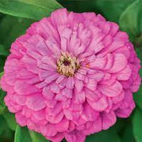 Uproar Rose – Zinnia Seed