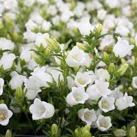 Champion White – Campanula Seed