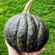 Tetsukabuto – Hubbard Squash Seed