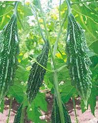 Bitter Gourd Chaman Vegetable Seeds