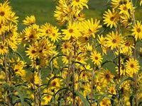 Maximilian – Perennial Sunflower Seed