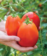 Tomato Roma Organic Vegetable Seeds