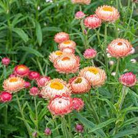 Sultane Mix – Strawflower Seed