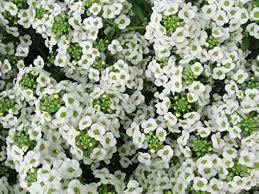 Alyssum- Snow Cloth