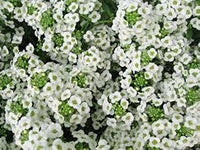 Alyssum- Snow Cloth