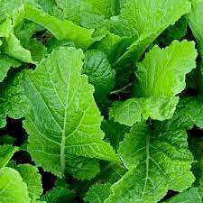 Mustard, Sarso Saag Leaves Vegetable Seeds