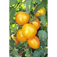 Tomato Golden Currant Vegetable Seeds