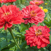 Zinnia- Benary's Giant Coral