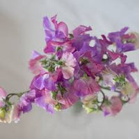 Enchanté – Sweet Pea Seed